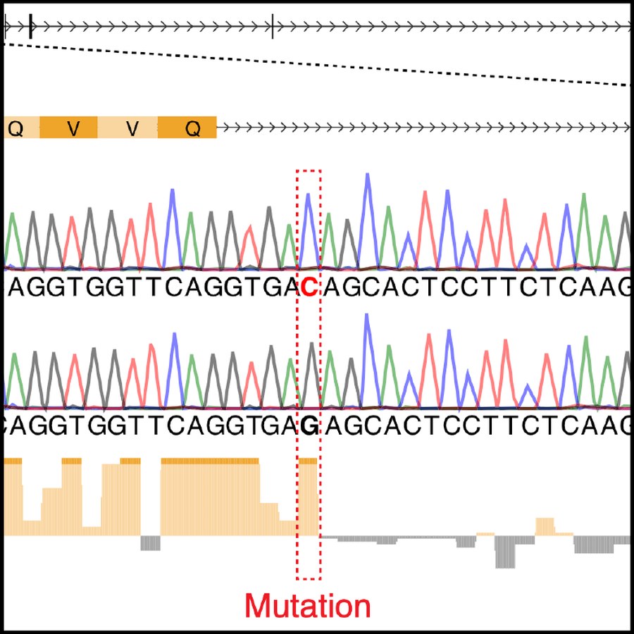 Sanger trace showing a NEK10 mutation
